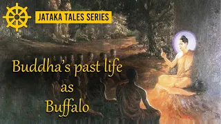 Jataka Tales - Buddha's past life as a Buffalo