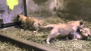 Cute Baby Lion Cub Triplets Play