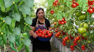 Vlog Secret Garden: Stuffed Cucumbers and Tomatoes with Beef Meat (Village Dinner)