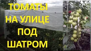 Технология выращивания томатов ПОД ШАТРОМ. Как выращивать помидоры на улице. Как выращивать томаты.