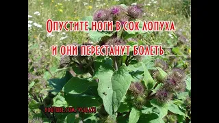 Лопух — МАЙСКИЙ ЖЕНЬШЕНЬ для лечения болезней суставов