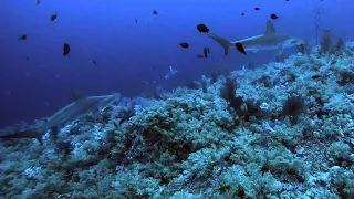 Diving with sharks at Elphinstone | 18.06.2023