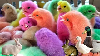 World Cute Chickens, Colorful Chickens, Rainbows Chickens, Cute Ducks, Cat, Rabbits,Cute Animals 🐤🥚🐟