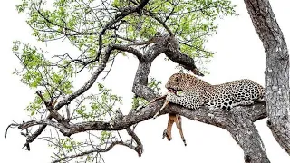 Incredible footage of leopard behaviour during impala kill