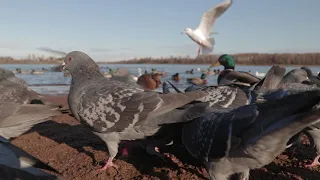 Птицы на реке/Утки,чайки,голуби/Кормим птиц