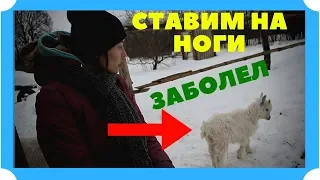 ЗАБОЛЕЛ!! СТАВИМ КОЗЛЕНКА НА НОГИ.