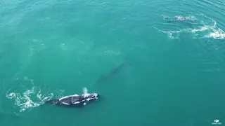 Southern Right Whales Caught in the Act - Rare Mating Footage