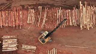 Deforestation | Stock Video | Non-Copyright | Free Videos
