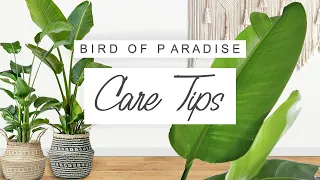 Bird Of Paradise COMPLETE Care Guide 🌱 Tips + Tricks For Strelizia | Plant Tips For Beginners