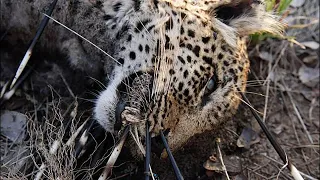 The Shocking Outcome: Leopard vs. Porcupine, Who Will Win?