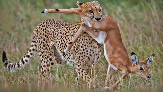 What Happen Next - Impala Tries Escaping Cheetah