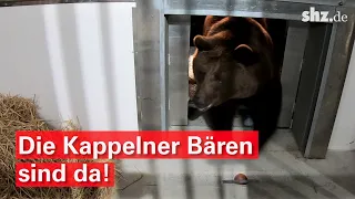 Aufwendiger Tiertransport: Die Kappelner Bären sind da!