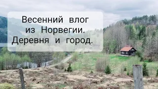 Норвегия сегодня. Трава на крышах, старинный сыр, секонд хэнд и зелёное кафе.