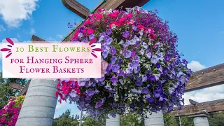 10 Best Flowers for Sphere Hanging Baskets and Free Printable