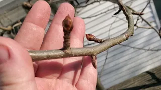 Pear fruit buds vs leaf buds