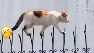 😻😂 Funniest Cats and Dogs Videos 🐱🤣 Best Funny Animal Videos 2024 #17