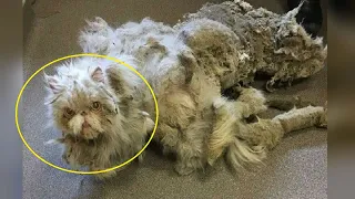 Neglected Cat With Five Pounds Of Matted Fur Gets Makeover .