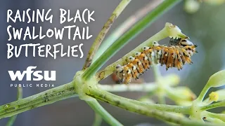 Raising Black Swallowtail Butterflies