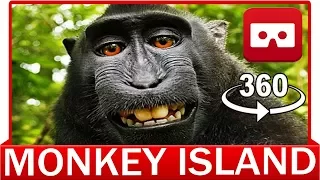 360° VR VIDEO - Funny Monkey Island in Lake - VIRTUAL REALITY 3D