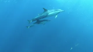 Les Bébés Dauphins