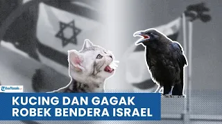 VIRAL VIDEO BURUNG GAGAK DAN KUCING BERUSAHA MEROBEK BENDERA ISRAEL