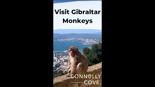 Gibraltar Monkeys | Gibraltar | Gibraltar Holidays | Visit Gibraltar | Things to Do in Gilbraltar