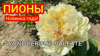 Новинки нашего питомника - пионы WONDEROUS PALETTE и OH MY / Сад Ворошиловой