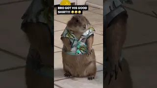 PRAIRIE DOG WANTED TO GO OUT VOICEOVER!! 🤣🤣🤣