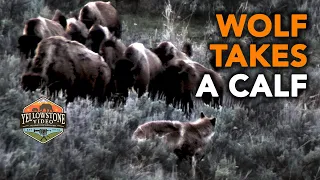 Wolf Takes A Calf - bison cows lose sight of their newborn calf, Yellowstone National Park