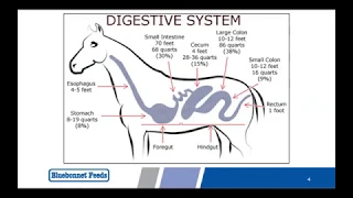 Equine Nutrition 101 & Reading Feed Tags - Presented by Lindsay Burer