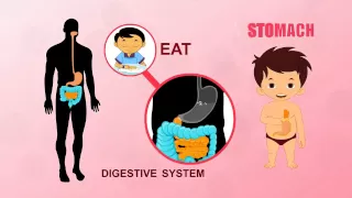 Stomach | Human Body Parts | Pre School | Animated Videos For Kids