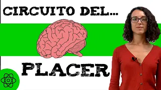 Qué es el circuito de 𝗥𝗘𝗖𝗢𝗠𝗣𝗘𝗡𝗦𝗔 𝗖𝗘𝗥𝗘𝗕𝗥𝗔𝗟 🧠