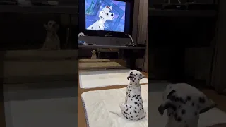 An adorable puppy Dalmatian watching Disney's 101 Dalmatians #disney #dogs