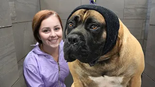 Everyone told me to beware of the Boerboel