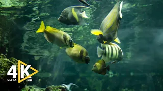 Aquarium 4K VIDEO (ULTRA HD) 🐠 Amazing Beautiful Coral Reef Fish, Relaxing Sleep Meditation Music