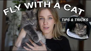 How to travel with a cat internationally 🐱✈️