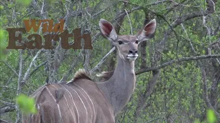 WildEarth - Sunrise - 13 November 2021