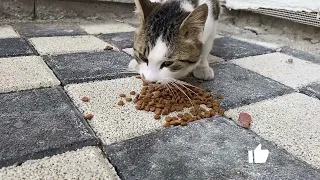 We Fed the Street Cats In the Snowy Weather - Cat Video | YUFUS