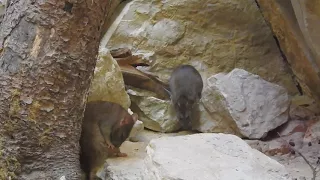 毛づくろいするドブネズミ　Brown rat　2017 1013