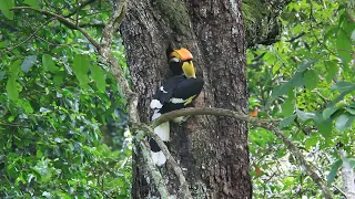 Great Hornbill, Pantang, Bhutan