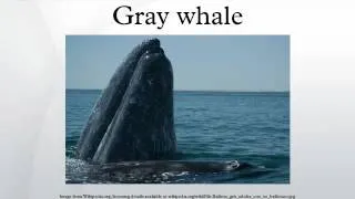 Gray whale