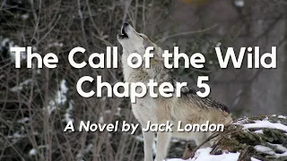 The Call of the Wild Chapter 5 by Jack London: English Audiobook with Text on Screen, Classic Novel