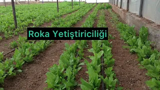 Roka Yetiştiriciliği