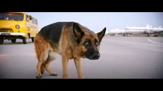 A Dog Abandoned By Its Owner In Airport ( So sad)