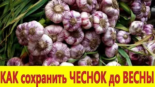 ХРАНЕНИЕ ЧЕСНОКА. Чеснок как с грядки! Как сохранить чеснок до весны.