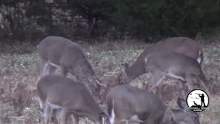 Deer Hunting PA Rifle Season 2019 - 8 Point Buck