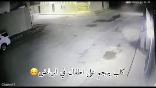 كلب يهاجم أطفال بالرياض وقام صاحب السيارة بدهسه ومطارته