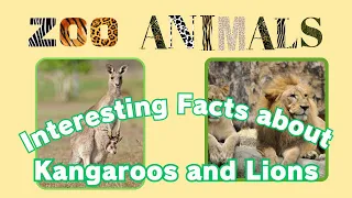 "Zoo Explorers: Meet the Animals" Episode 1: Kangaroos and Lions