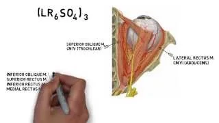 Cranial Nerve Innervation of Eye Muscles