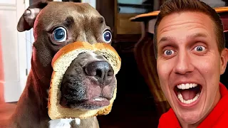 Funny Dogs And Cats Videos 2023 ðŸ˜…ðŸ‘Œ - Best Animal Video Compilation Of The Month ðŸ˜�